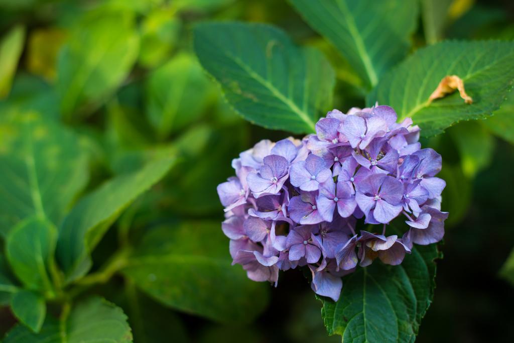 Le Ortensie Di Via Rossetti Bed & Breakfast Trieste Bagian luar foto